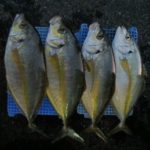 【午後】シマアジ