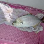 【午前】シマアジ