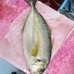 【午前】シマアジ