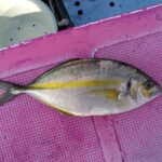 【午前】シマアジ